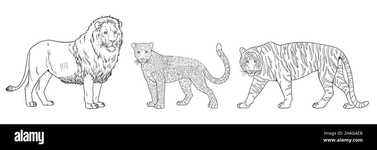 Illustration du lion, du tigre et du léopard.Grands chats pour livre de coloriage. Banque D'Images