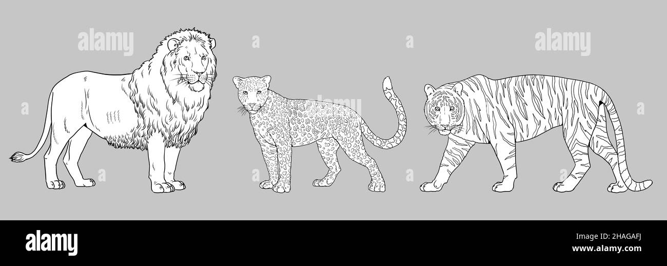 Illustration du lion, du tigre et du léopard.Grands chats pour livre de coloriage. Banque D'Images