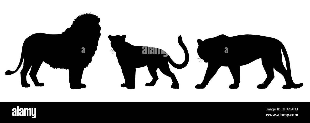 Illustration du lion, du tigre et du léopard.Silhouette de grands chats. Banque D'Images