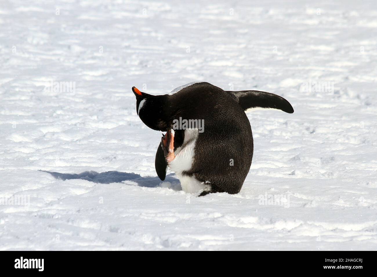 Manchots papous (Pygoscelis papua). Manchots croître en longueurs de 70 centimètres et vivent en grandes colonies sur les îles de l'Antarctique. Ils se nourrissent de pl Banque D'Images