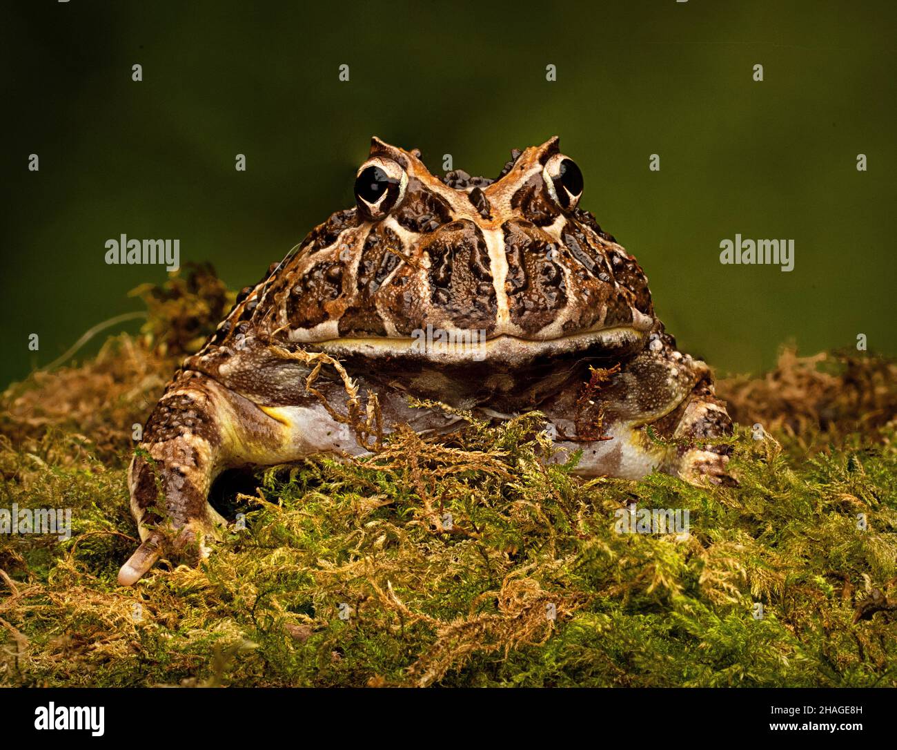 Grenouille à cornes ornée d'Argentine, Ceratophrys ornata Banque D'Images