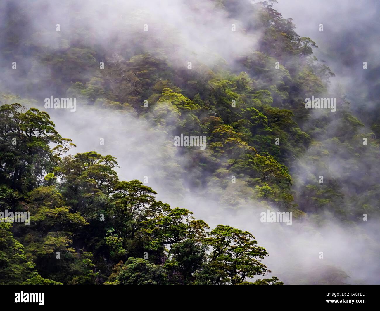 Forêt tropicale tempérée Canopy - Côte Ouest Île du Sud Nouvelle-Zélande Banque D'Images