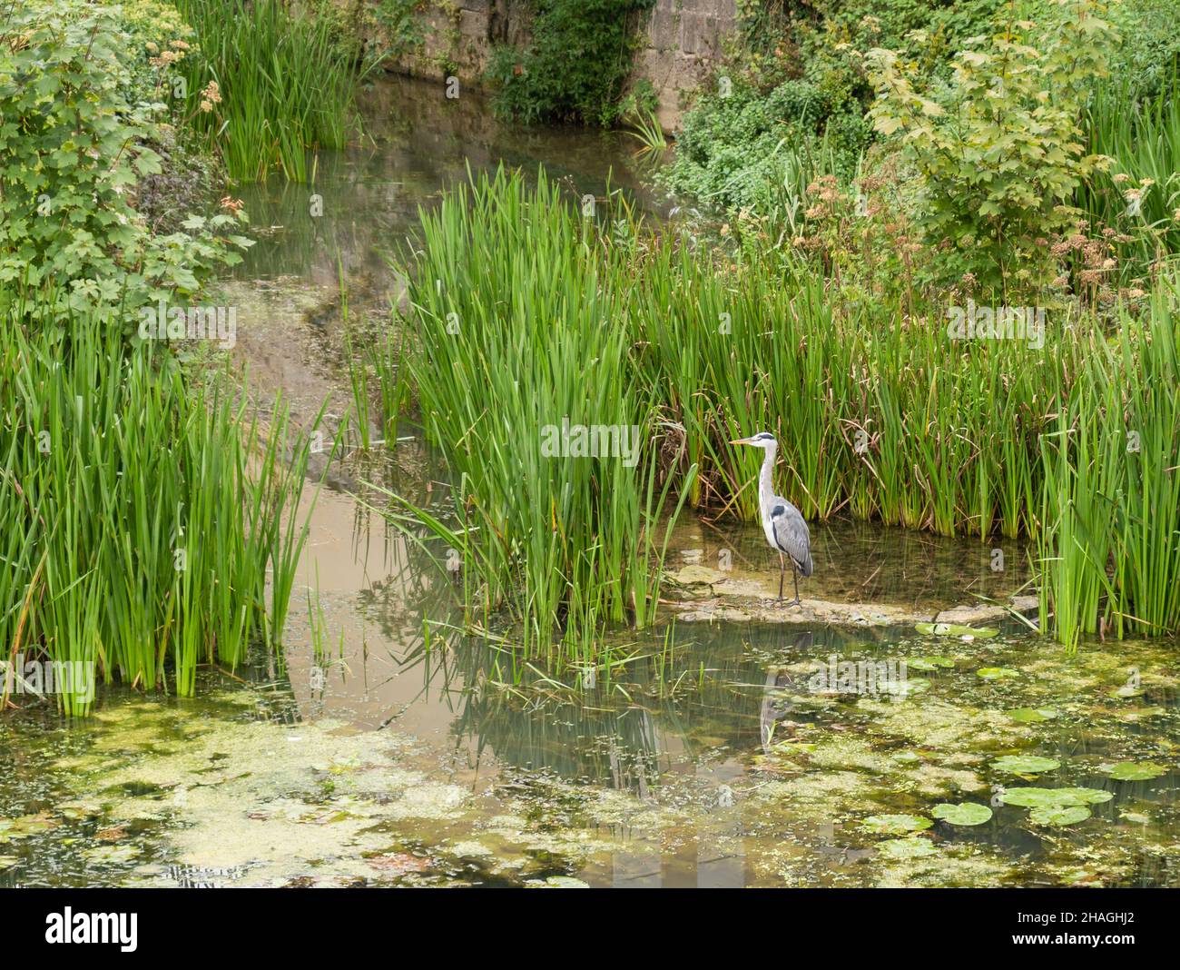 Héron gris, Ardea cinerea se reposant dans l'eau oiseau en Europe.animaux et faune de fond Banque D'Images