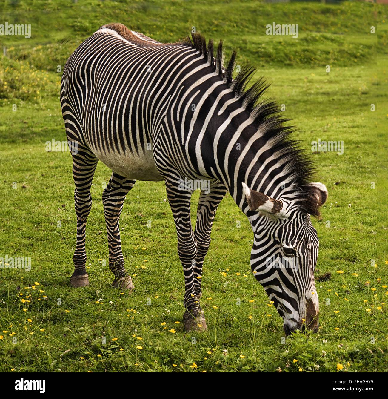 Zèbre de Grevy, Equus grevyi, au zoo de Chester Banque D'Images