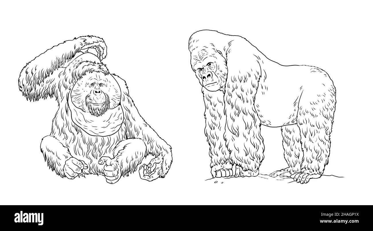 Illustration de Gorilla et d'orangs-outan.Grands singes pour livre de coloriage. Banque D'Images