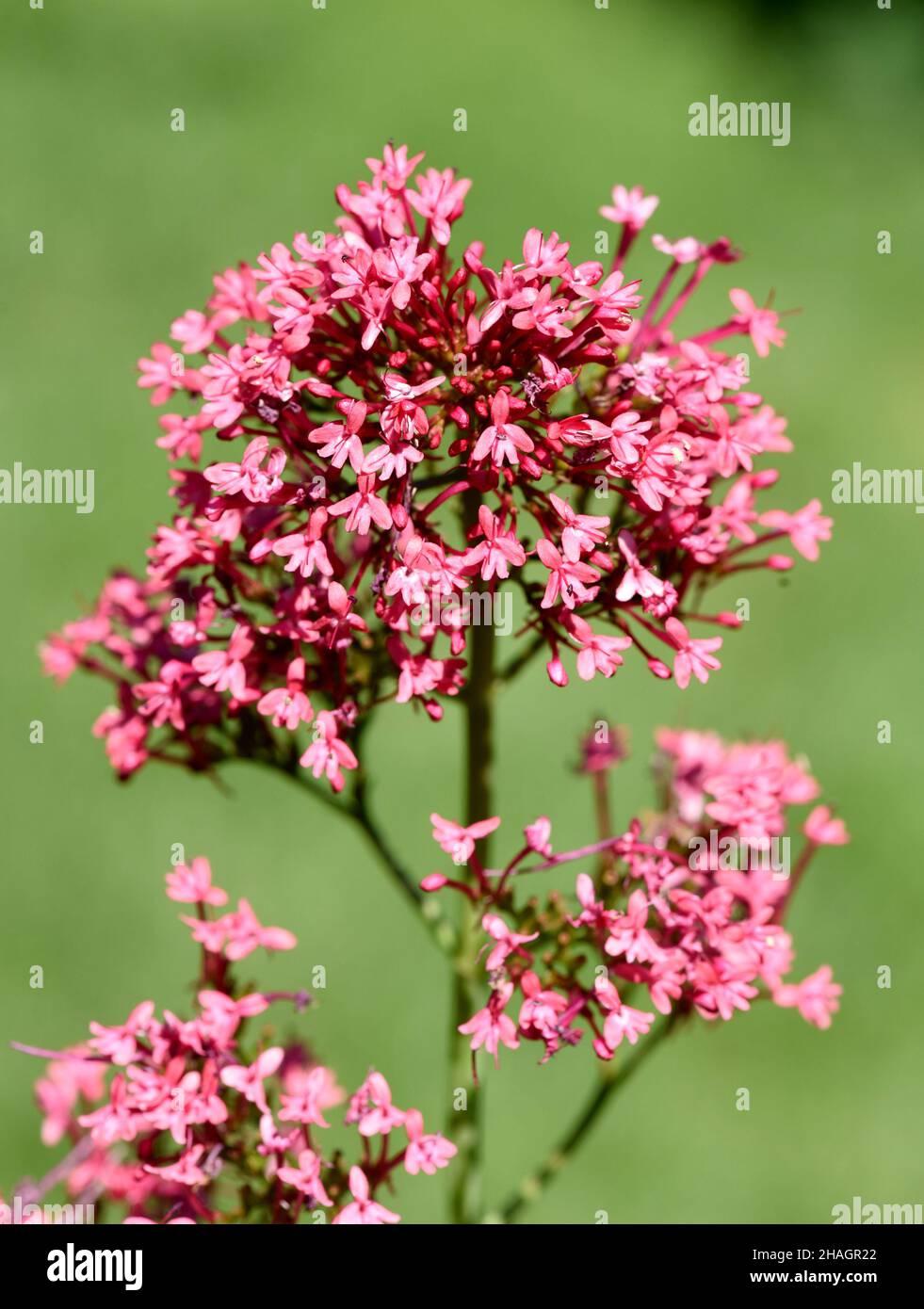 Spornblume, Centranthus ruber ist eine attraktive und Insekten liebende Blume. Spornflower, Centranthus ruber est une fleur attrayante et aimante Banque D'Images
