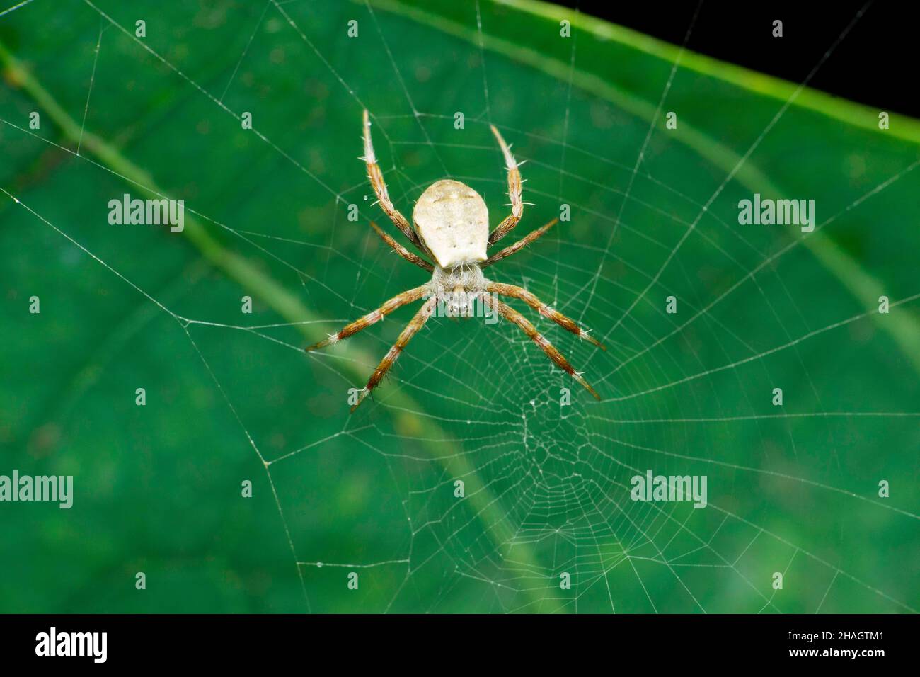 Toile d'araignée et d'araignée, espèce Argiope, Satara, Maharashtra, Inde Banque D'Images