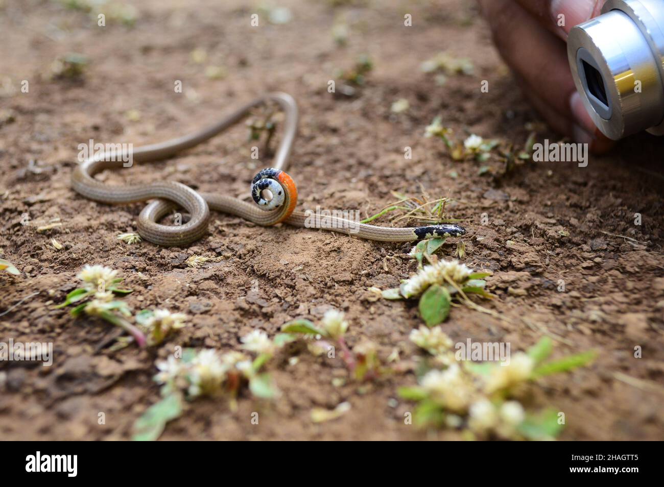 Calliophis melanurus, communément connu sous le nom de serpent corallienne mince, Satara, Maharashtra, Inde Banque D'Images