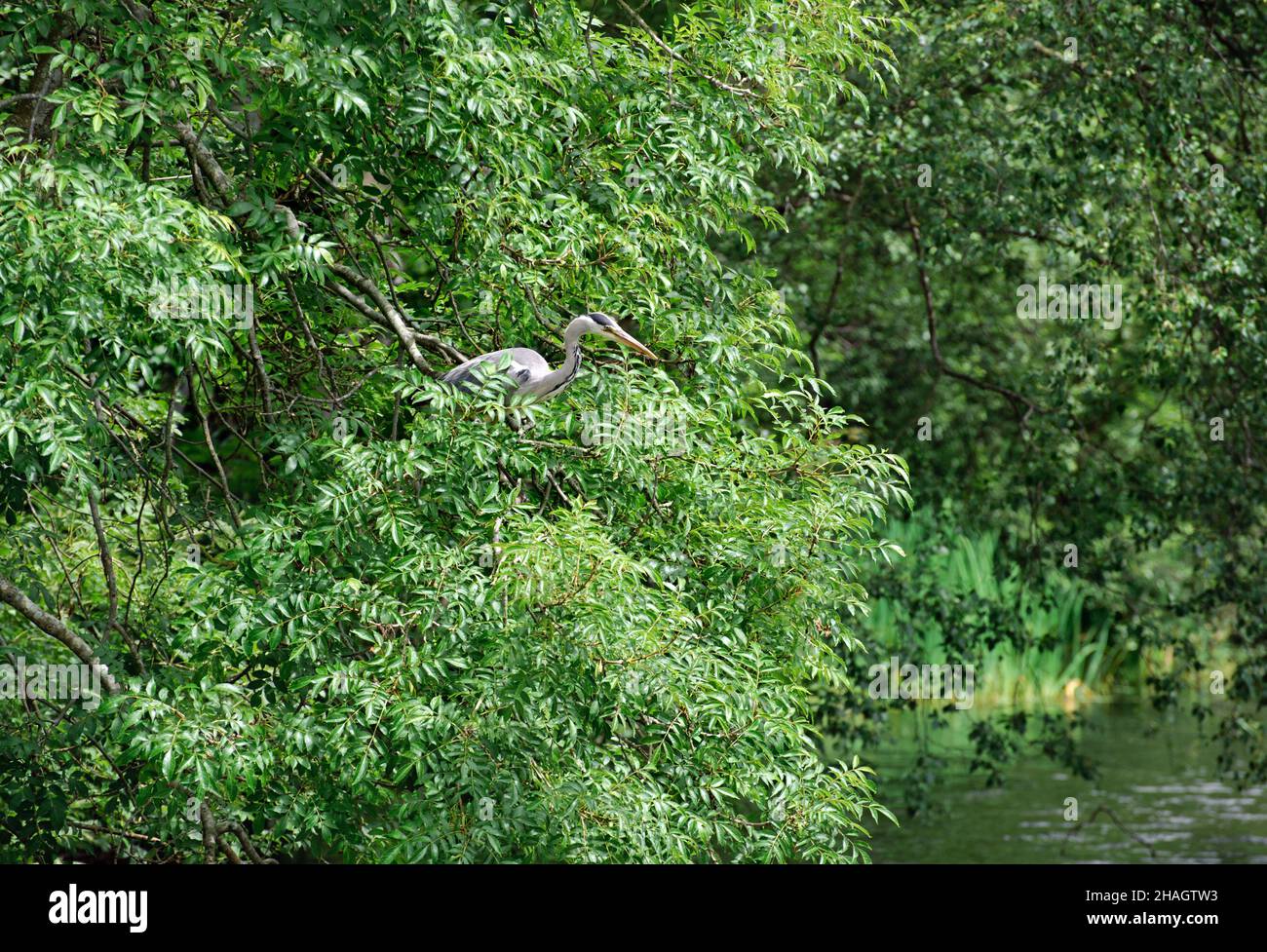 Le héron gris (Ardea cinerea) est assis sur un arbre Banque D'Images