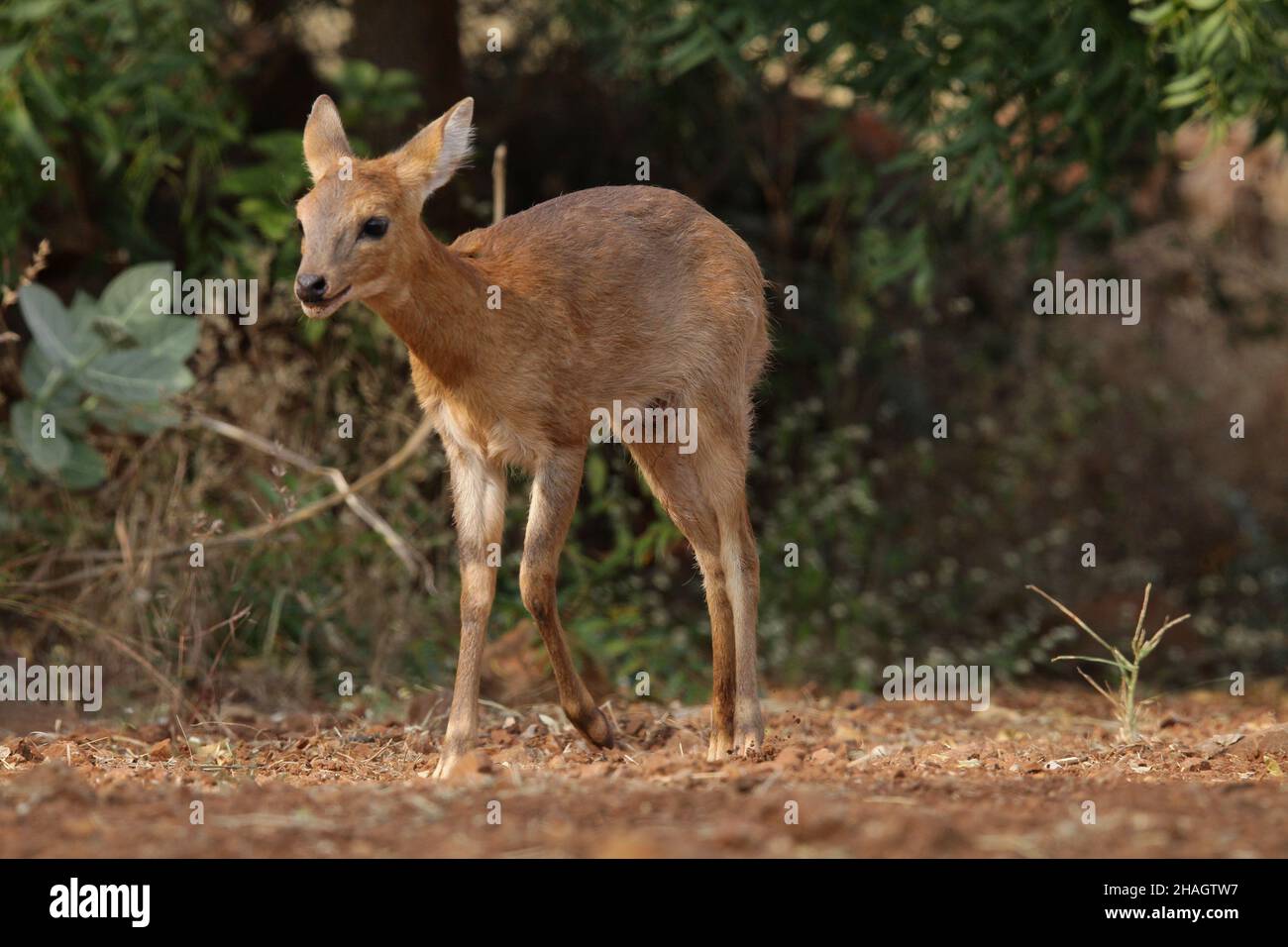 Cerf de muntjac indien, Muntiacus muntjak, Satara, Maharashtra, Inde Banque D'Images