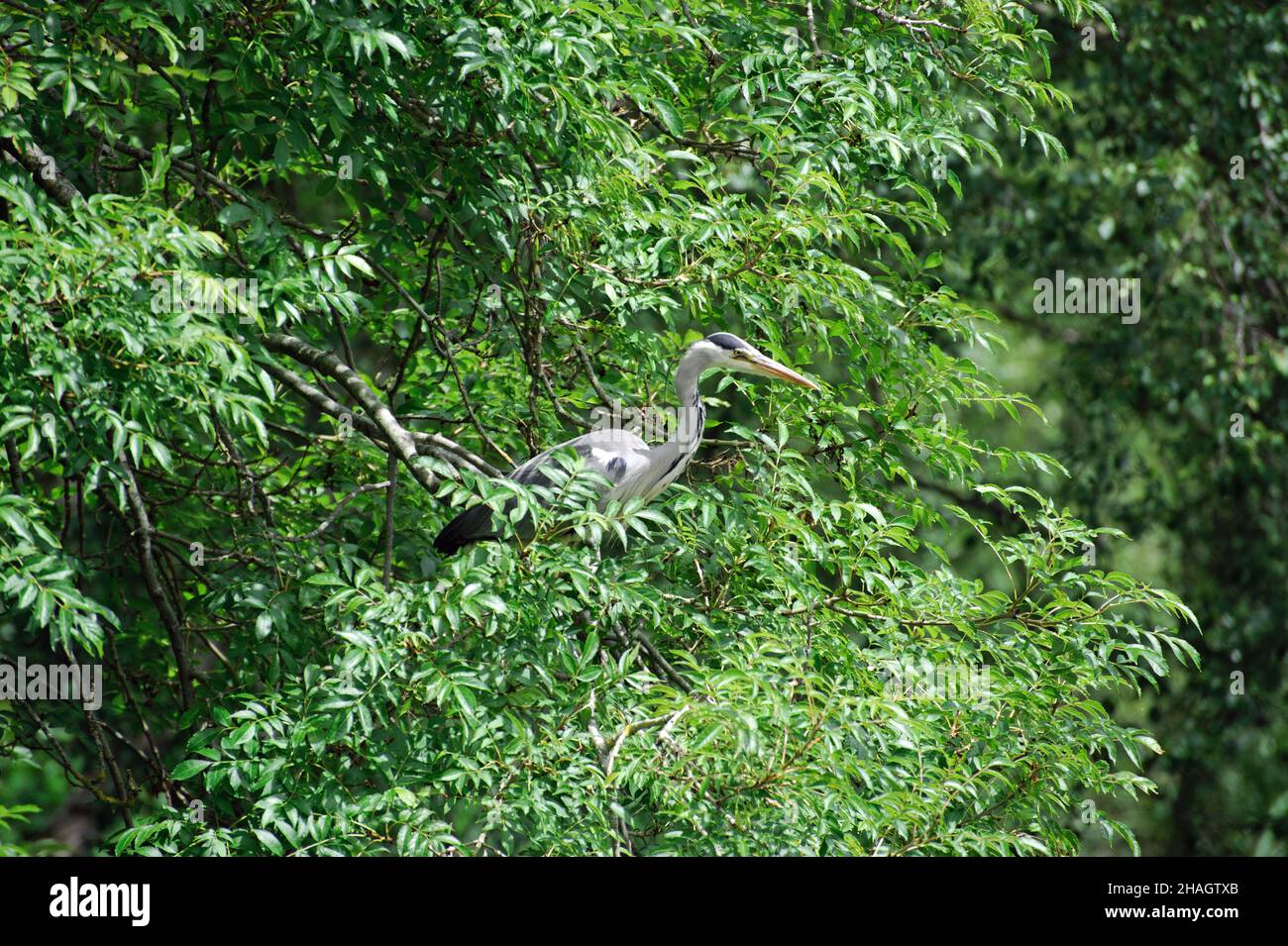 Le héron gris (Ardea cinerea) est assis sur un arbre Banque D'Images