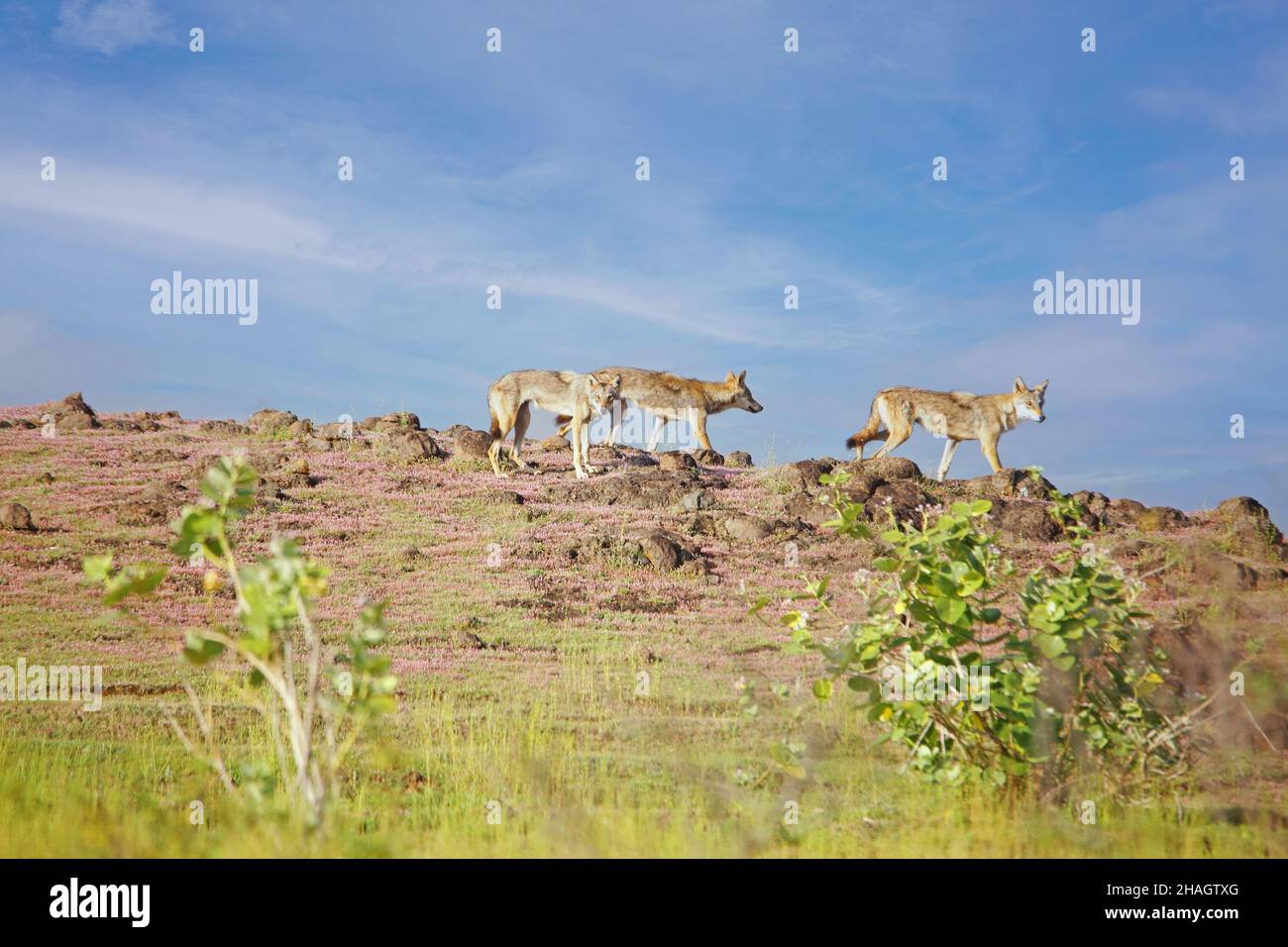 Loups indiens, Canis lupus pallipes avec leur pack, Satara, Maharashtra, Inde Banque D'Images