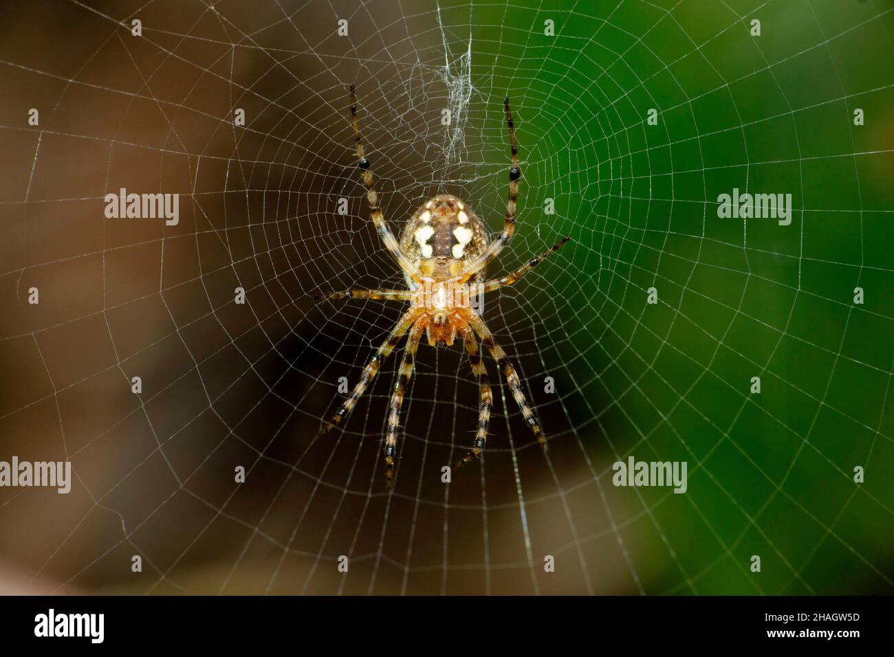 Ventral d'araignée caractéristique, Satara, Maharashtra, Inde Banque D'Images