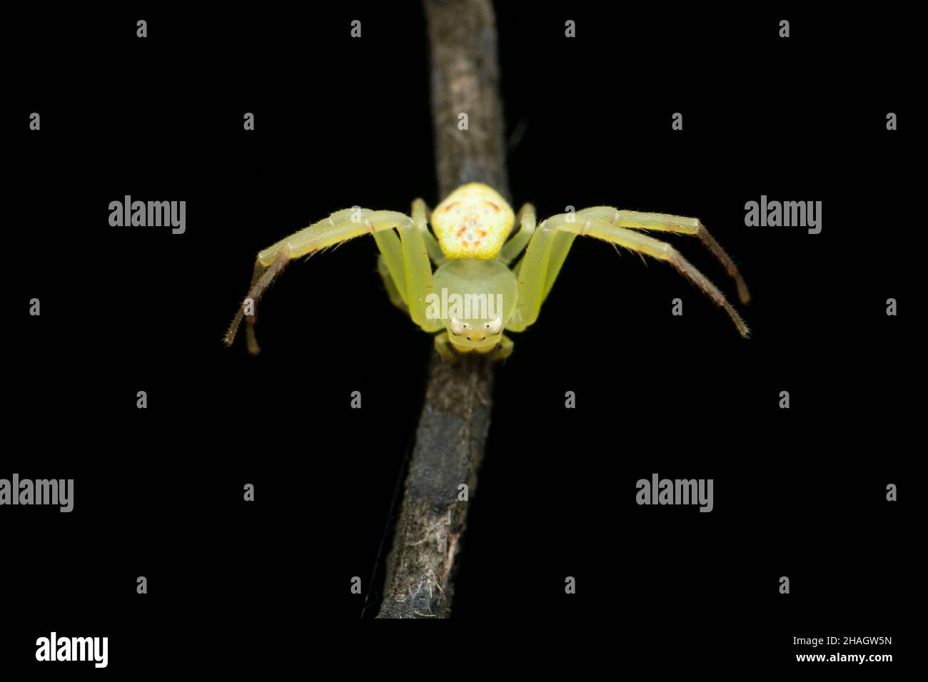 Araignée de crabe à herbe jaune, espèce Ozyptila, Satara, Maharashtra, Inde Banque D'Images
