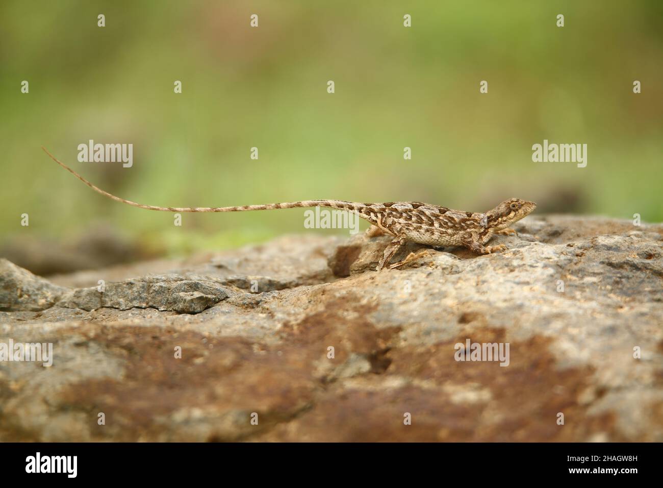 Femelle de Pondichéry, lézard à gorge éventail, Sitana ponticeriana, Satara, Maharashtra, Inde Banque D'Images