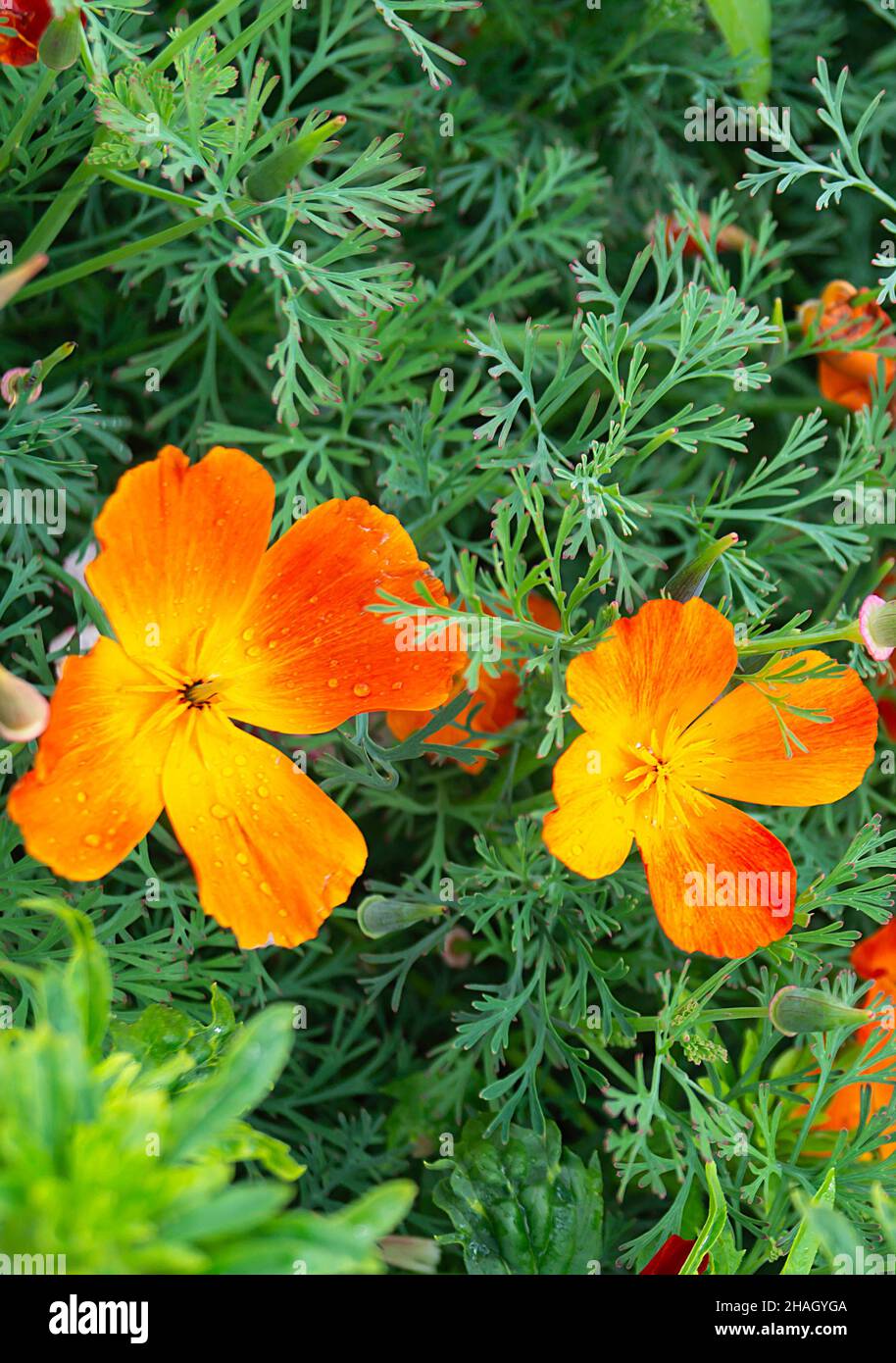 Belle fleur orange sur fond de l'herbe verte pousse dans jardin d'ici l'été Banque D'Images
