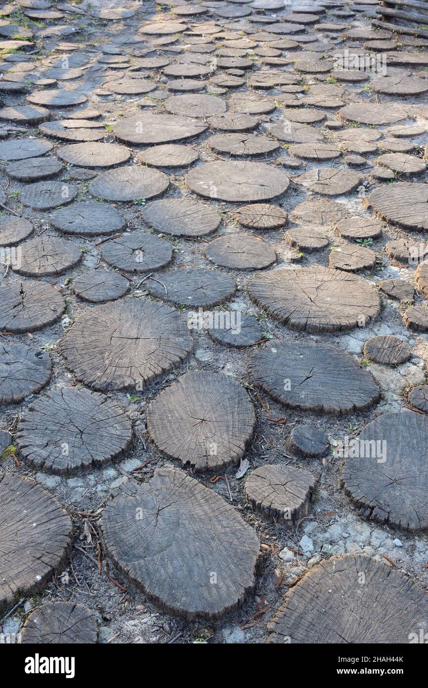 Chaussée en bois faite de nombreuses souches rondes en bois scié creusées dans le sol de diverses formes Banque D'Images