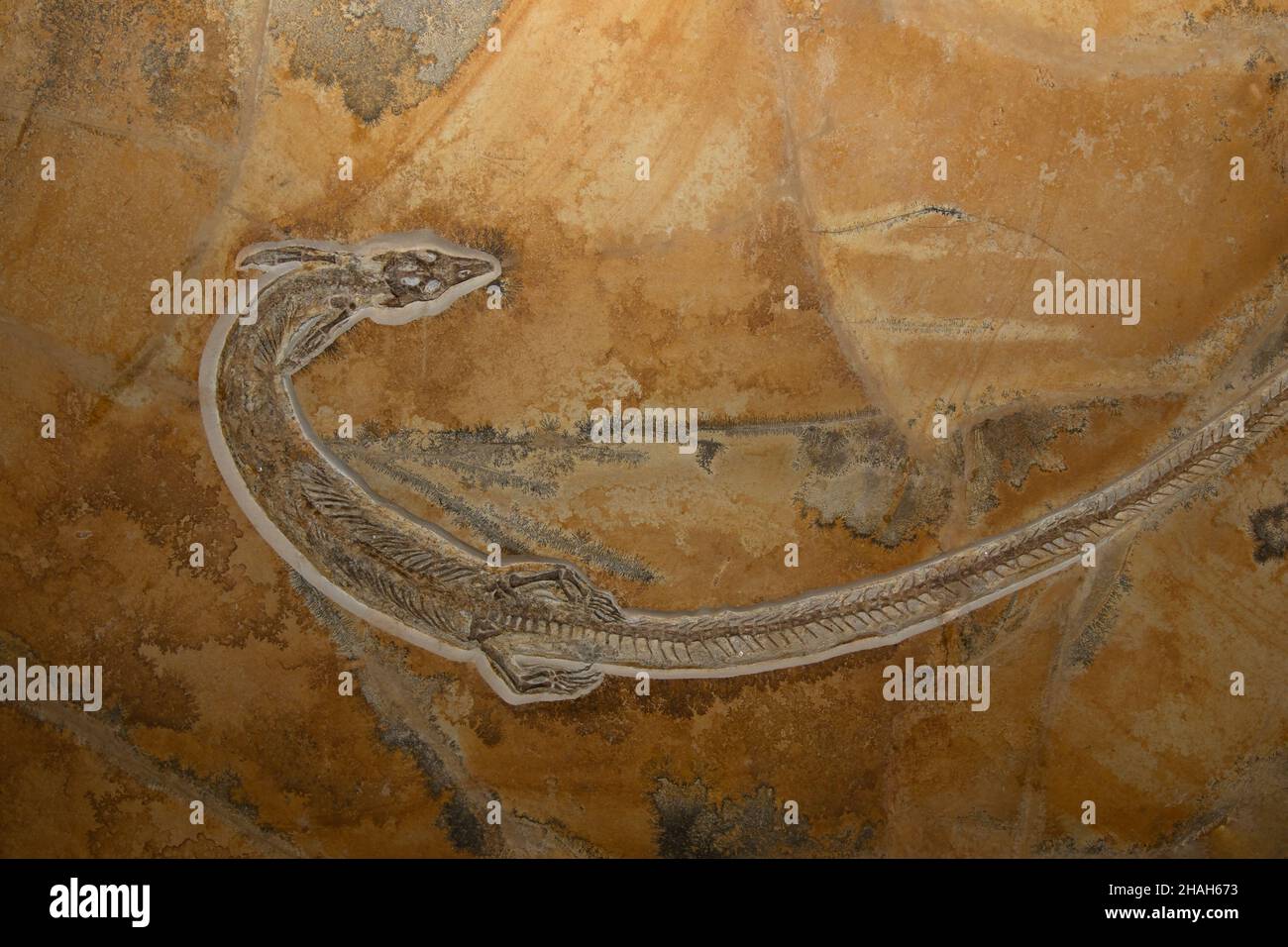 Un reptile marin fossile Pleurosaurus goldfussi de la période mésozoïque. Banque D'Images