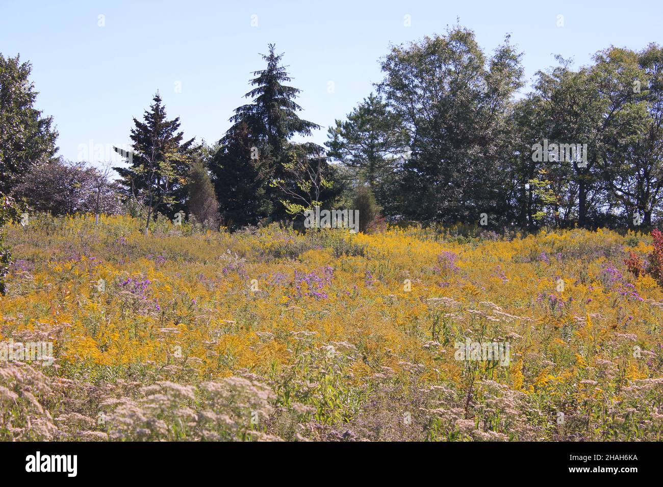 Paysage d'automne doré sur la prairie de l'Illinois. Banque D'Images