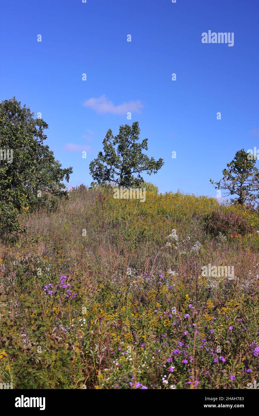 Paysage d'automne doré sur la prairie de l'Illinois. Banque D'Images