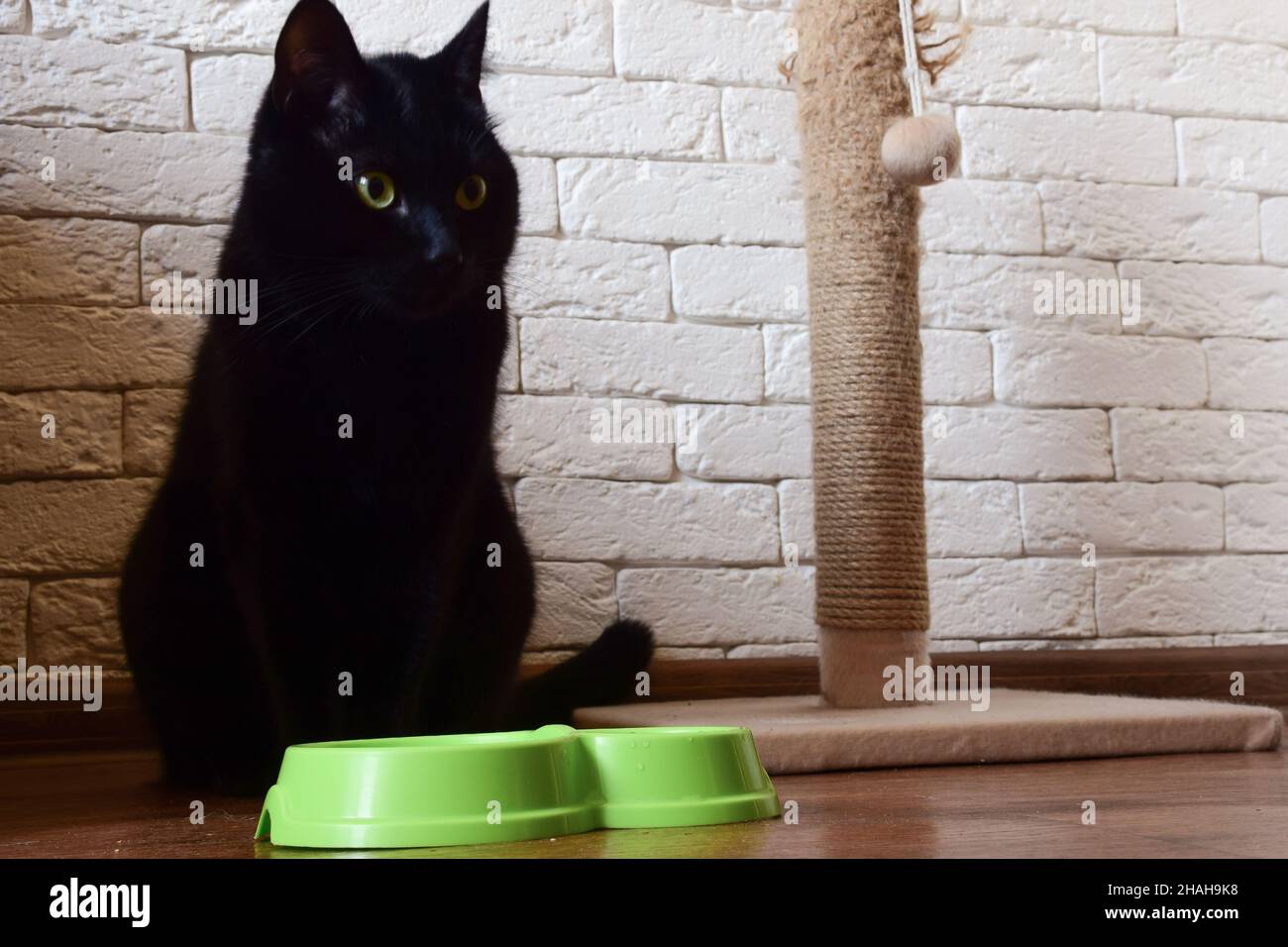 Un chat noir avec des yeux jaunes sur le fond d'un mur de cuisine en pierre regarde derrière un poteau de grattage et regarde la caméra. Banque D'Images