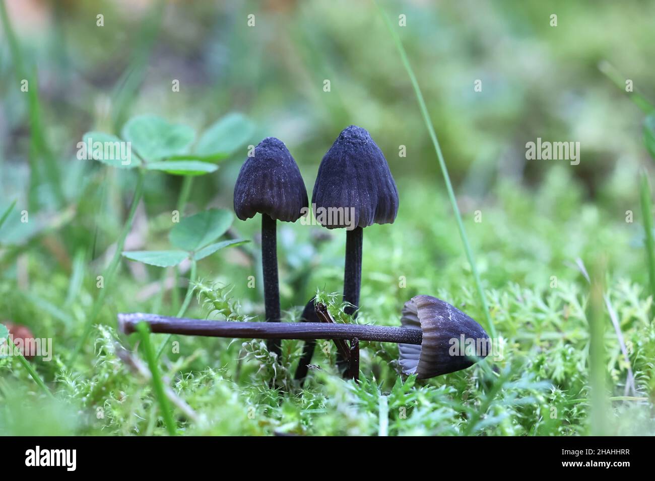 Mycena leucogala (Mycena galopus var. Nigra), connu sous le nom de bonnet à laitance ou de goutte de lait mycena Banque D'Images