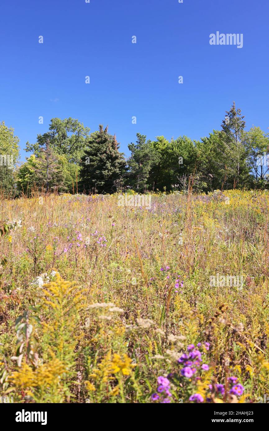 Paysage d'automne doré sur la prairie de l'Illinois. Banque D'Images