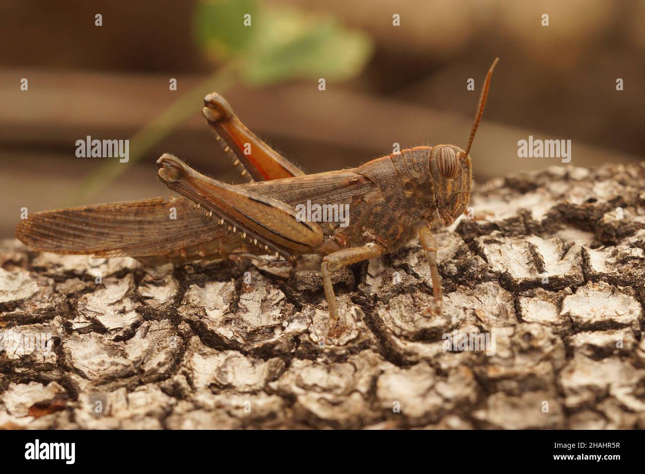 Gros plan sur une sauterelle égyptienne adulte brune ou un criquet, Anacridium aegyptium Banque D'Images