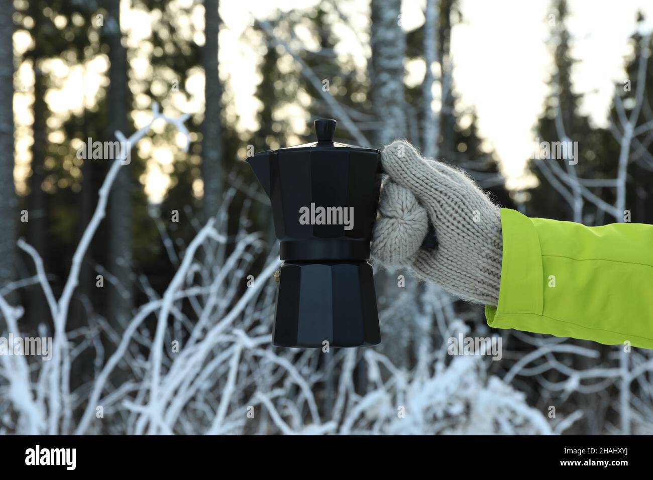 Une mitaine tient la cafetière dans la forêt Banque D'Images