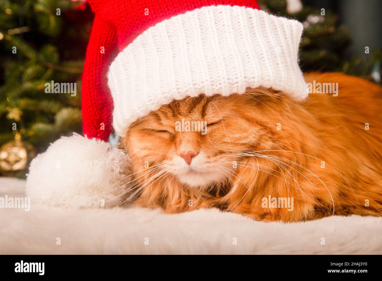 Un joli chat rouge moelleux dans un chapeau de père noël avec chruistmas décoré à l'arrière.Carte de Noël Banque D'Images