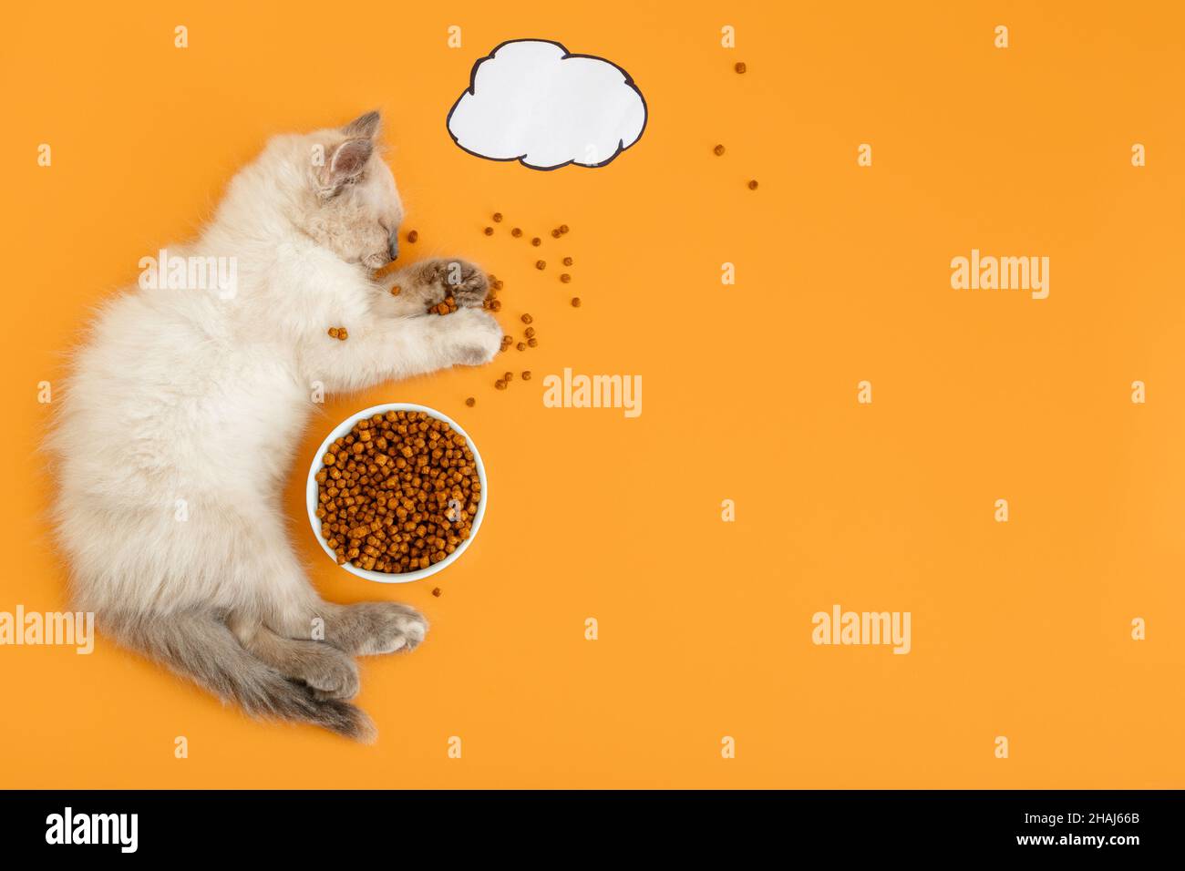 Mignon chat blanc Kitten se trouve dormir dans la nourriture sèche éparpillement grand repas, doux rêves, dessin nuage de dialogue bulle pour le texte.Chat animal concept chat Banque D'Images