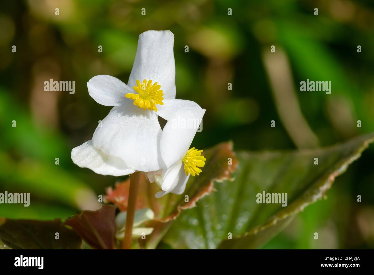 Belle fleur de begonia de couleur blanche avec plante.Mise au point sélective utilisée. Banque D'Images