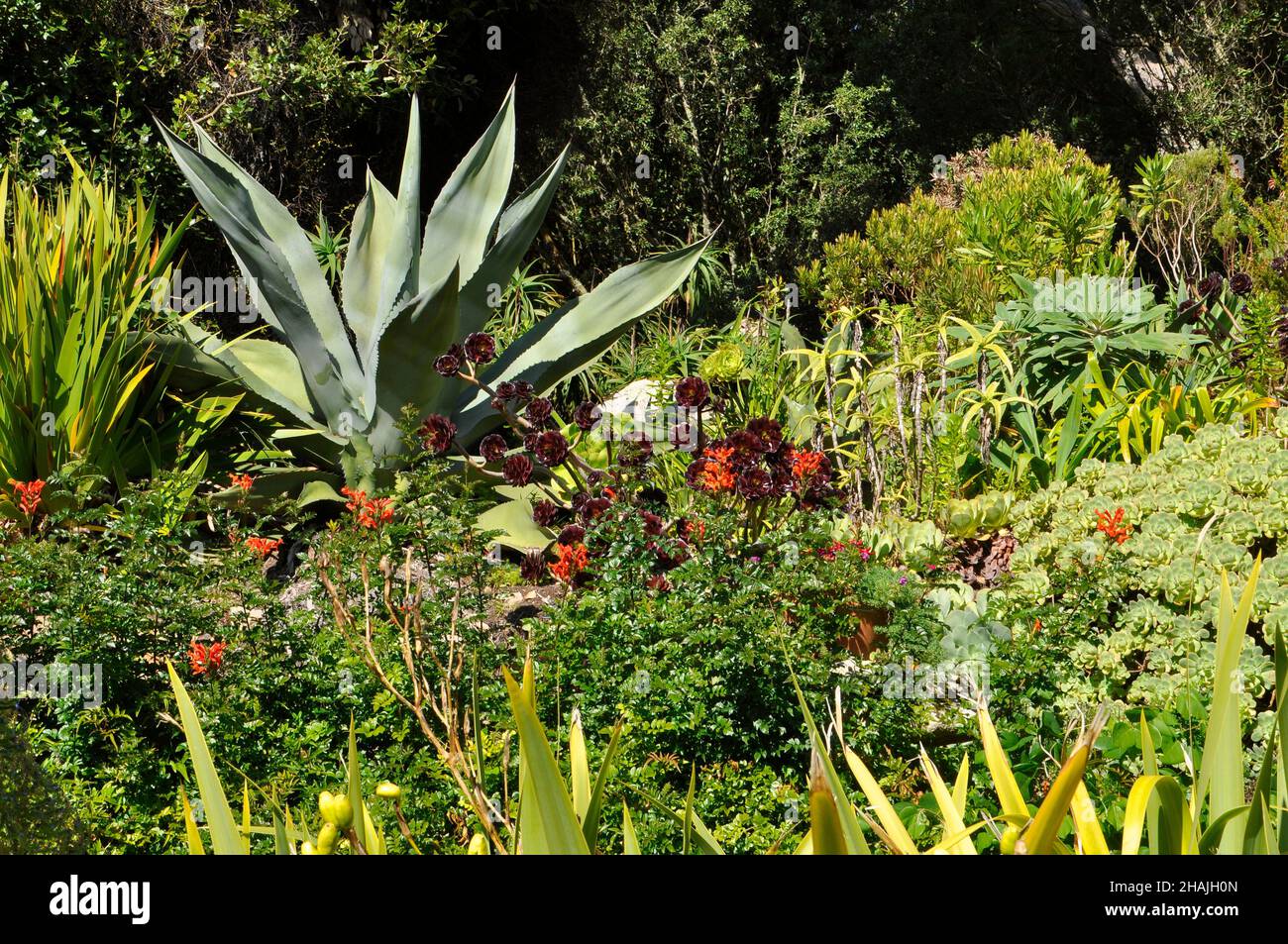 Plantes et fleurs multicolores en automne soleil dans les jardins subtropicaux de l'abbaye sur l'île de Tresco, îles de Scilly, Cornouailles.ROYAUME-UNI Banque D'Images