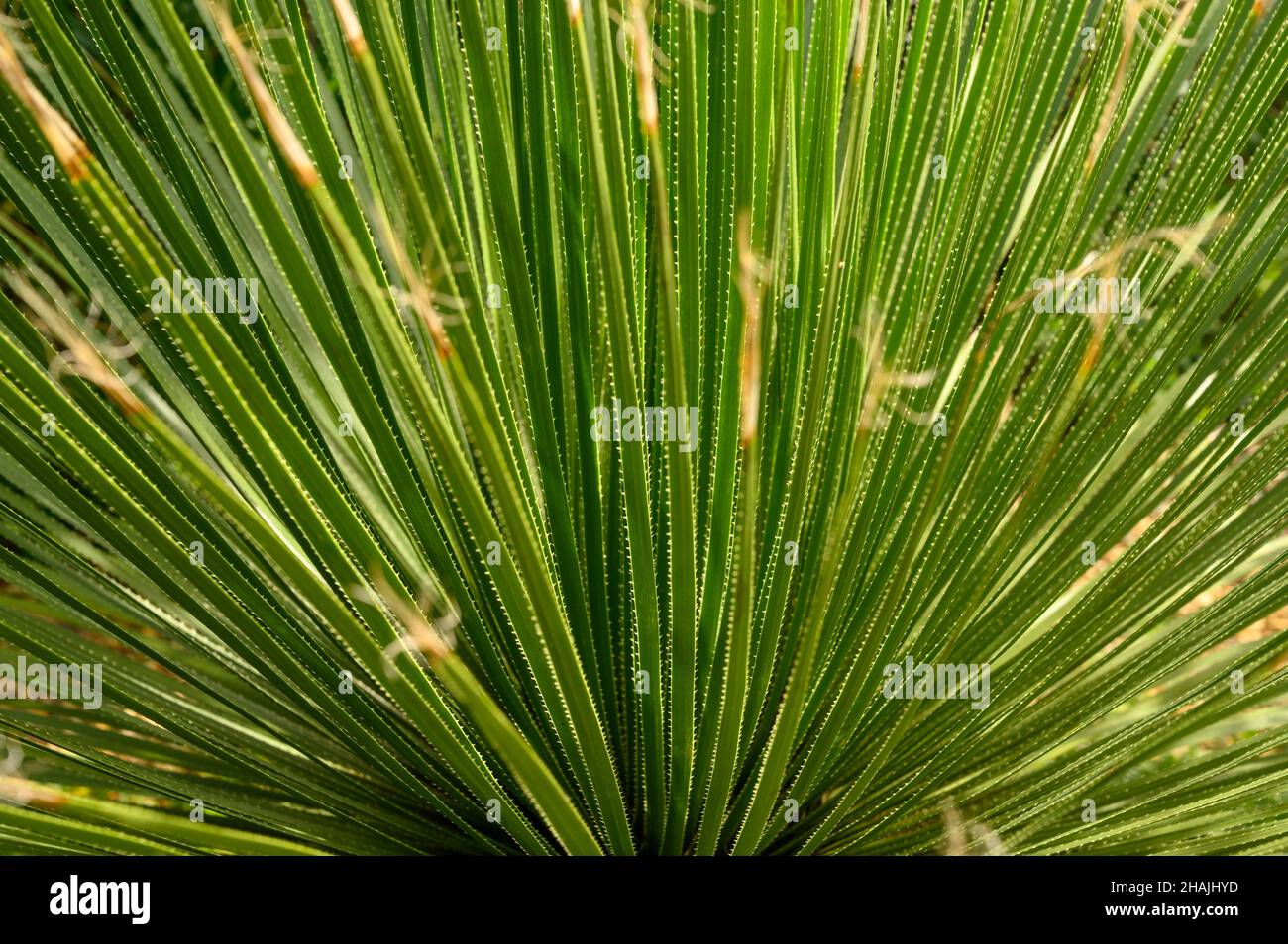 Gros plan du sotol vert piquant ou du Grand Spoon du désert (Dasylirion trichacroum) vu d'en haut. Banque D'Images