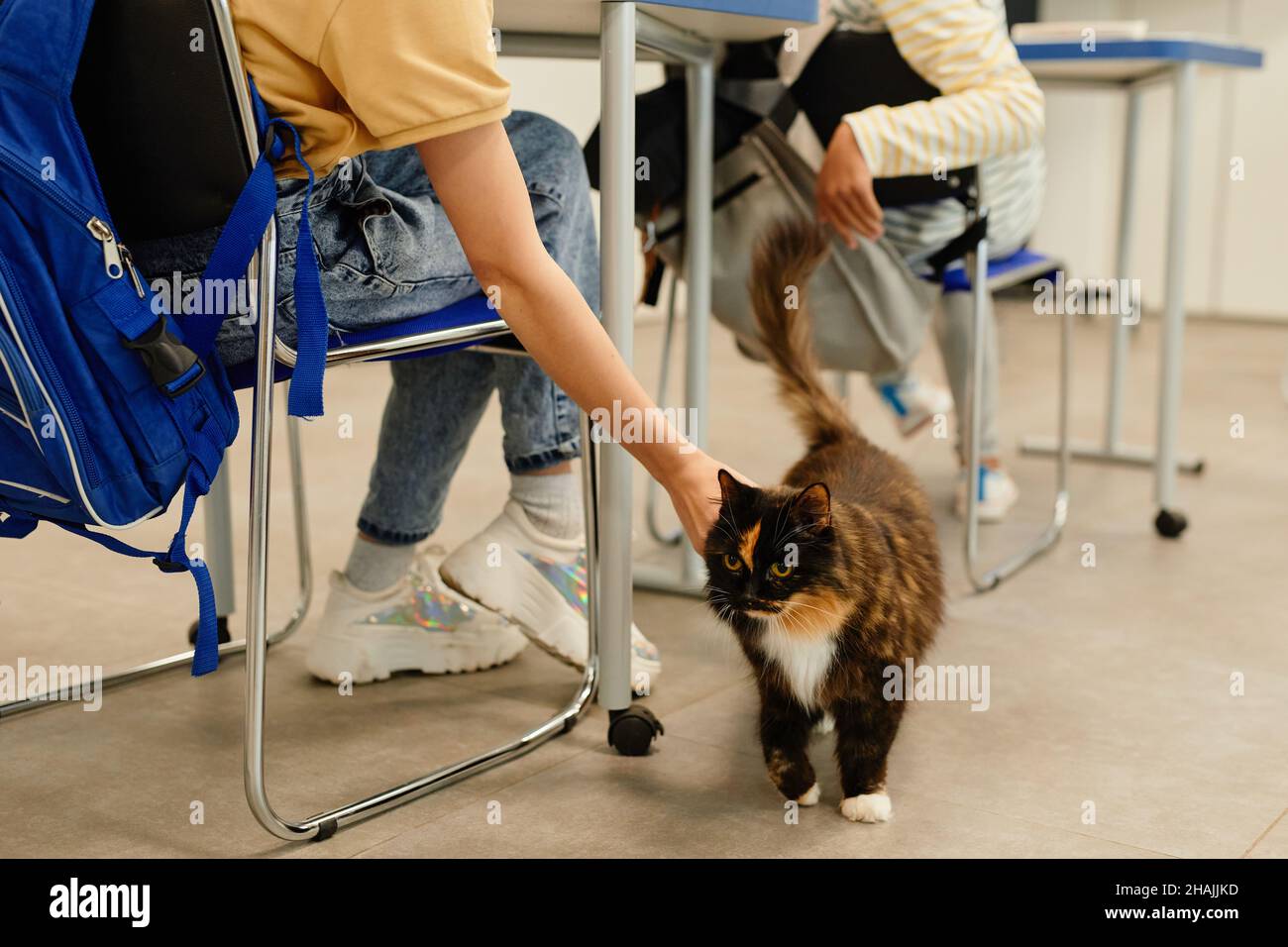 Coupe courte de tabby de chat pour enfants dans une salle de classe où les animaux sont les bienvenus, espace de copie Banque D'Images