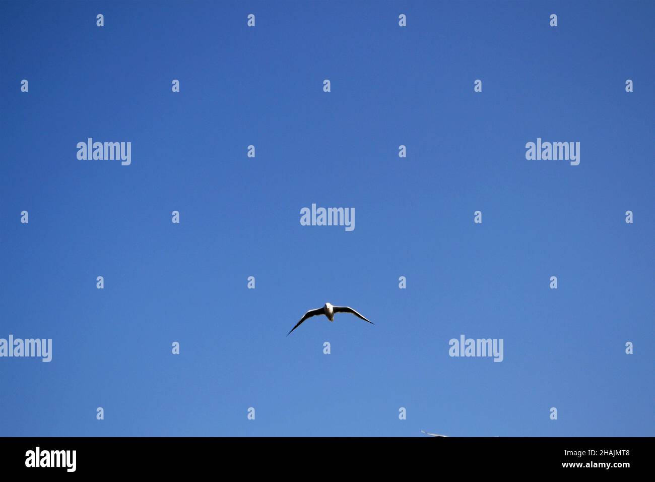 Des troupeaux de mouettes (Larus argentatus) volent dans le ciel bleu du delta du Danube Banque D'Images