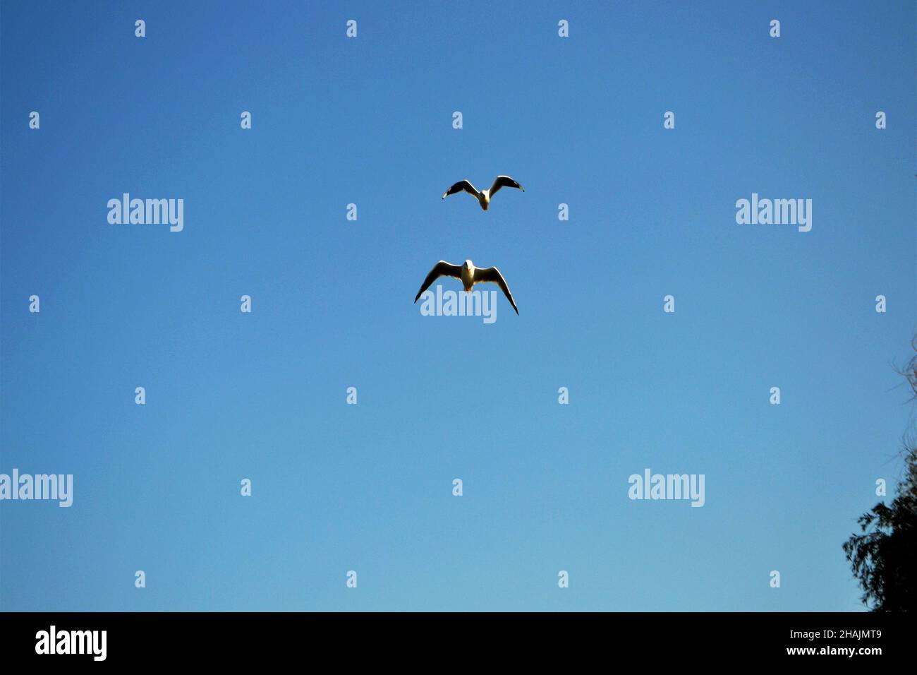 Des troupeaux de mouettes (Larus argentatus) volent dans le ciel bleu du delta du Danube Banque D'Images
