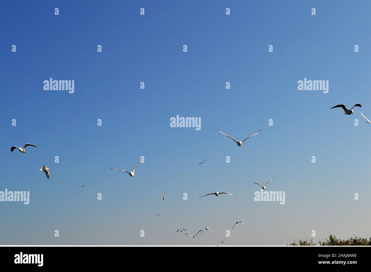 Des troupeaux de mouettes (Larus argentatus) volent dans le ciel bleu du delta du Danube Banque D'Images