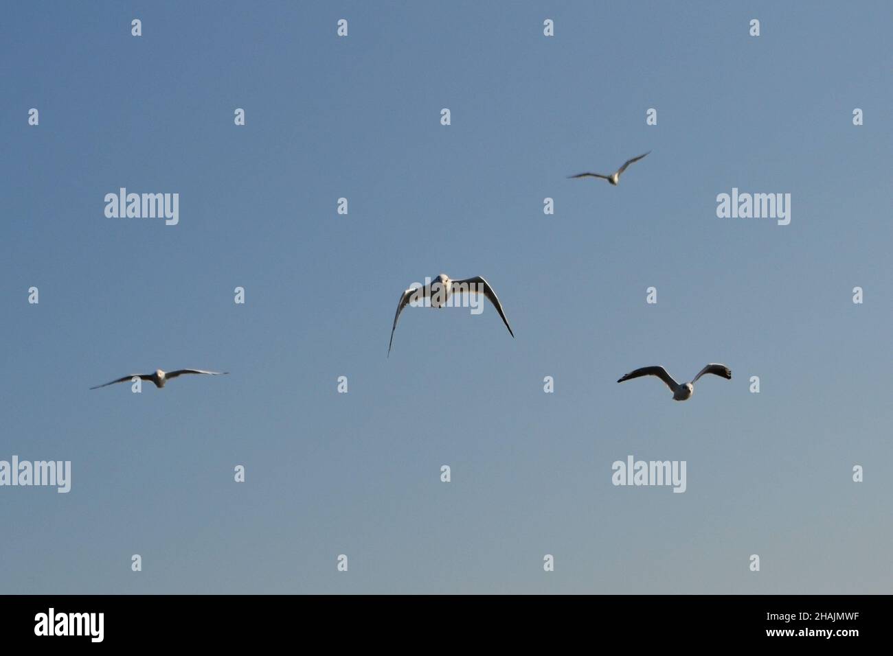 Des troupeaux de mouettes (Larus argentatus) volent dans le ciel bleu du delta du Danube Banque D'Images