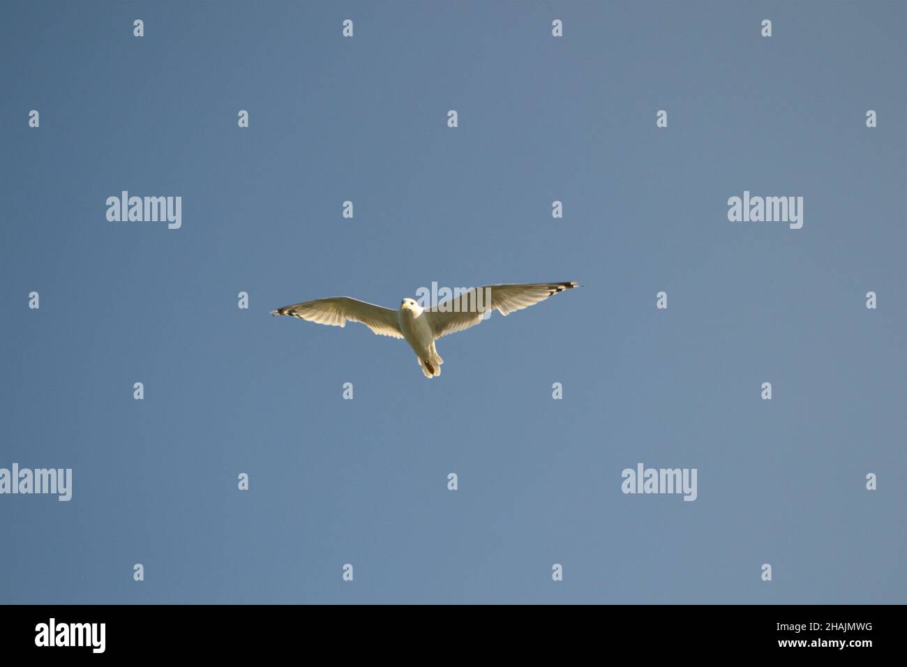 Des troupeaux de mouettes (Larus argentatus) volent dans le ciel bleu du delta du Danube Banque D'Images
