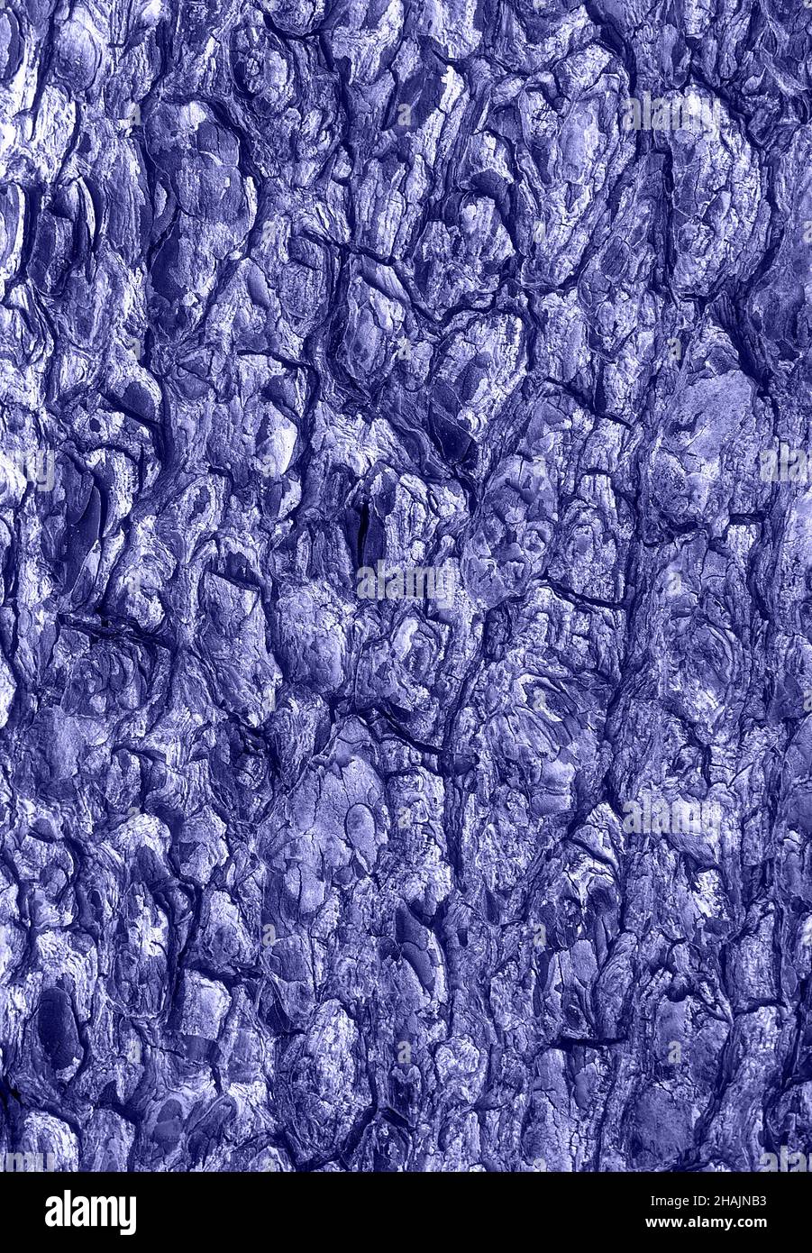 Arrière-plan de l'écorce de l'arbre pour votre conception.Arrière-plan abstrait de texture de bois naturel.Coloris tendance de l'année 2022.Placer pour le texte. Banque D'Images