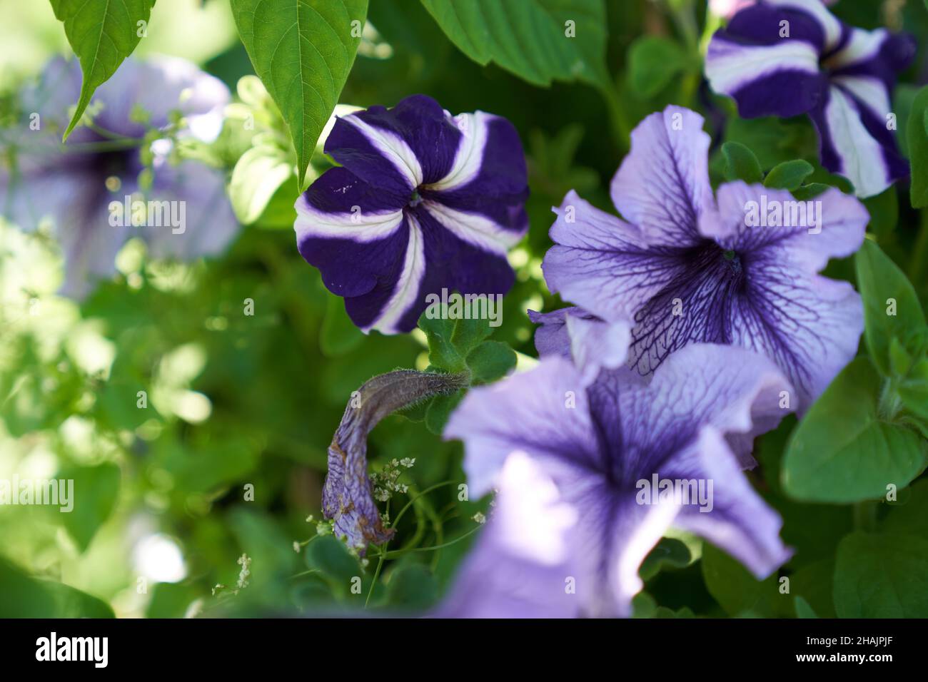 Beau jardin pétunia fleurs, violet dans la nature macro.Espace pour la copie.Une image artistique aérée.Photo de haute qualité Banque D'Images