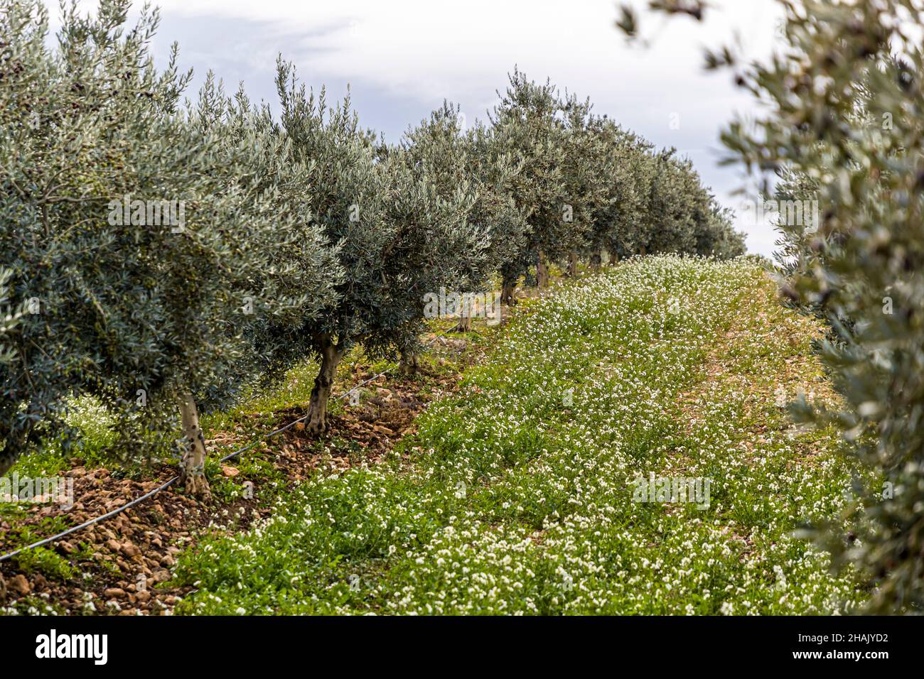 Récolte d'olives sur le domaine Château de Taurenne à Aups, France. En 1999, 11 000 oliviers ont été plantés à Taurenne. Un pipeline d'eau a depuis été posé le long des troncs d'arbres pour approvisionner les arbres pendant les mois d'été secs Banque D'Images