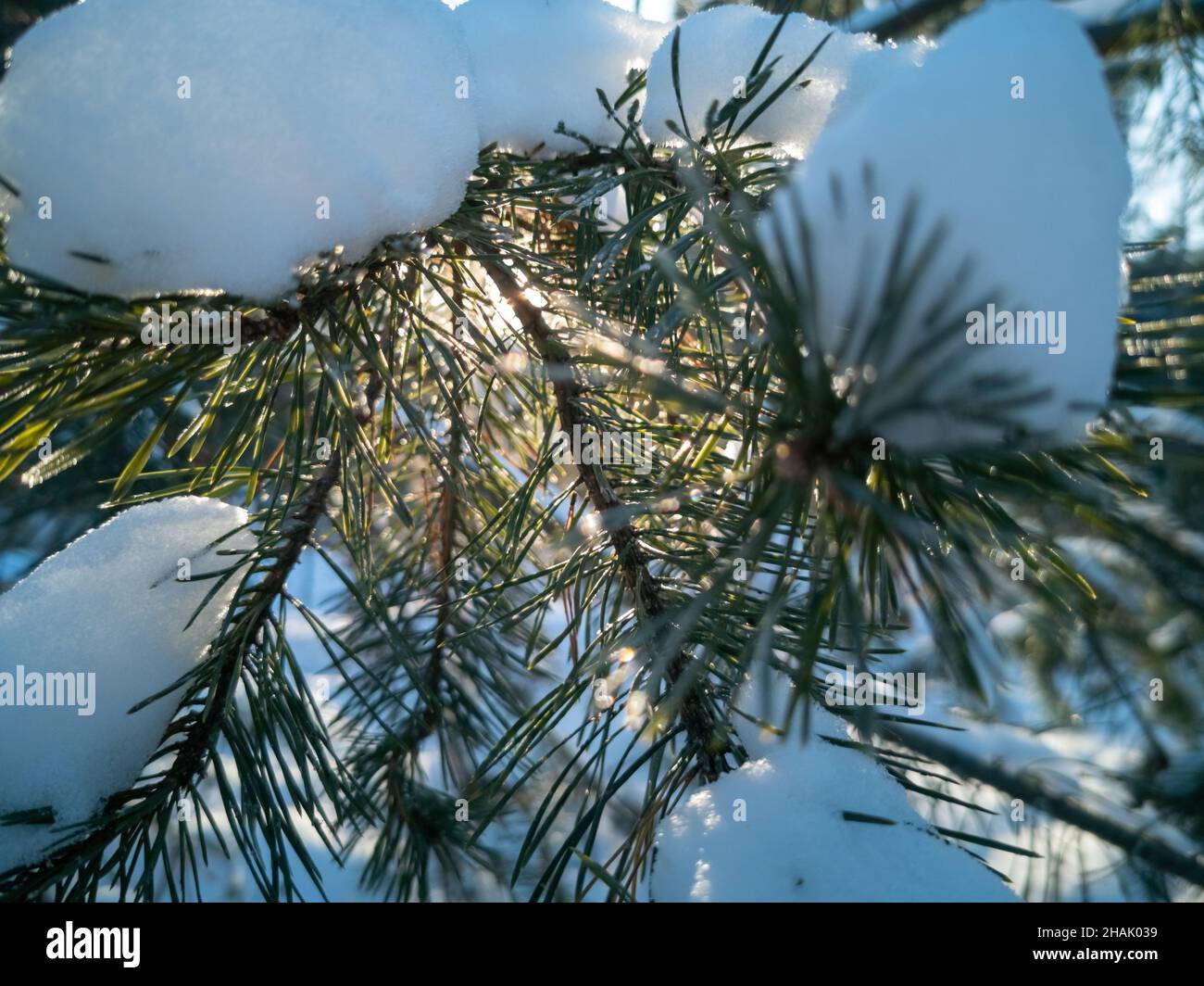 branche de pin couverte de neige éclairée par le soleil. hiver givré jour ensoleillé dans la forêt Banque D'Images