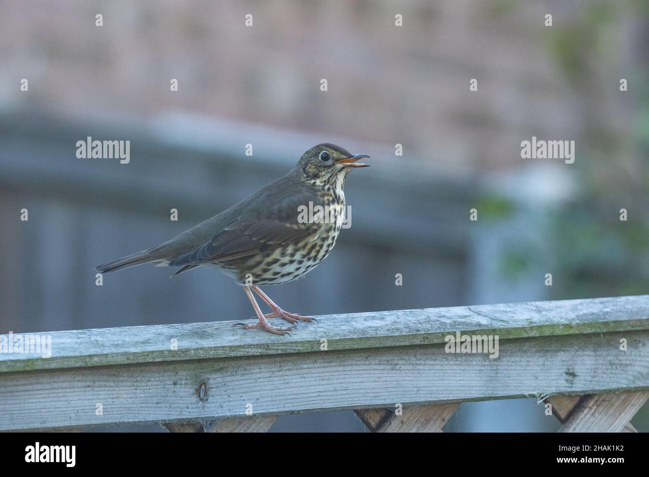 Une chanson de throush (UK) - Turdus philomelos - sur une clôture de jardin dans le Yorkshire, Angleterre. Banque D'Images