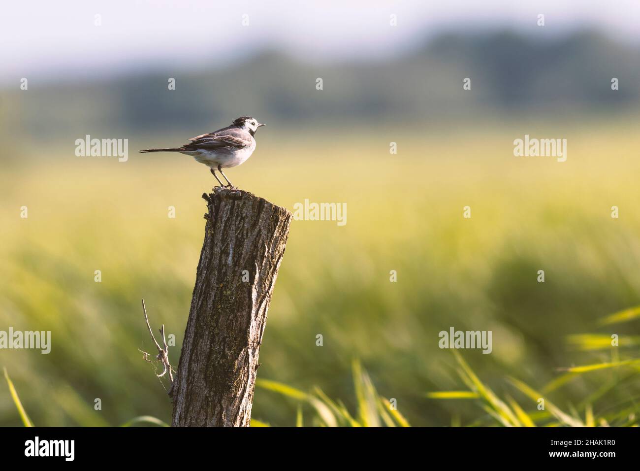 La queue de cheval blanche (Motacilla alba) est assise sur un poteau en bois Banque D'Images