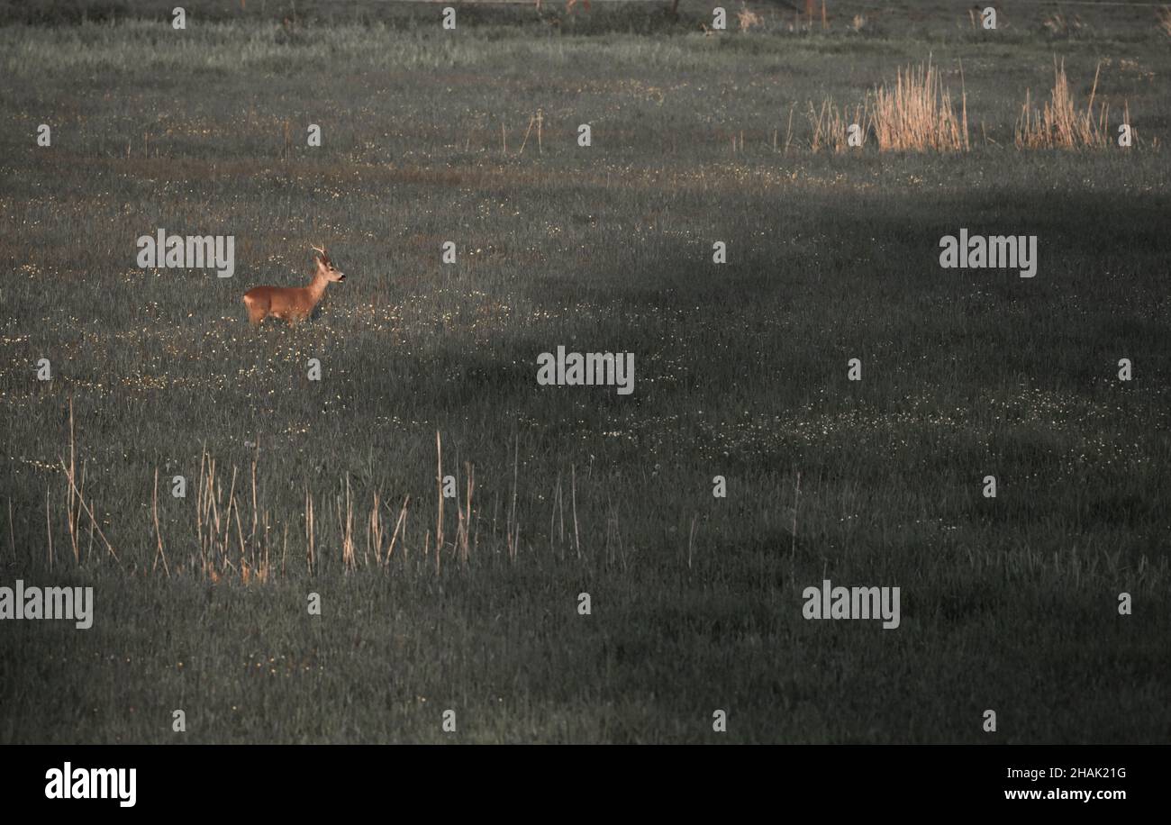 Le cerf de Virginie (Capranolus capranolus) marchant du soleil à l'ombre Banque D'Images