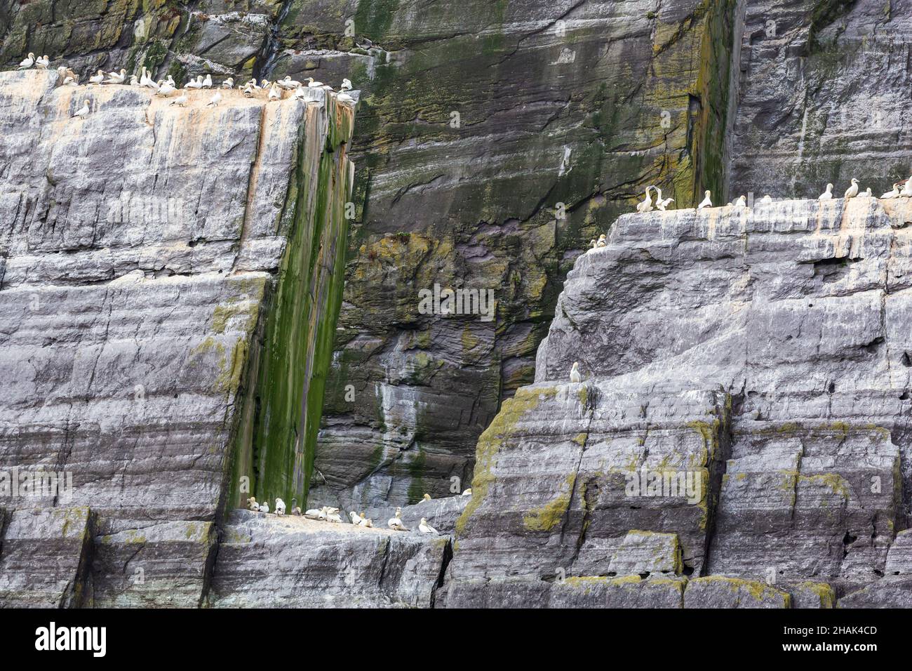 Peu de Skellig, comté de Kerry, Irlande Banque D'Images