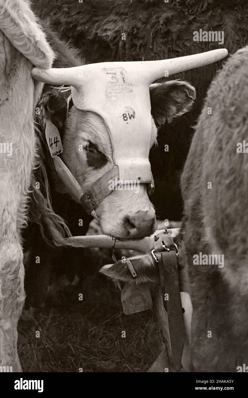 L'invention concerne une sangle artificielle sur un dispositif à corne utilisée sur un mollet à cornes courtes pour simuler la structure d'une longhorn pour des événements de rodéo tels que des cordes d'équipe Banque D'Images