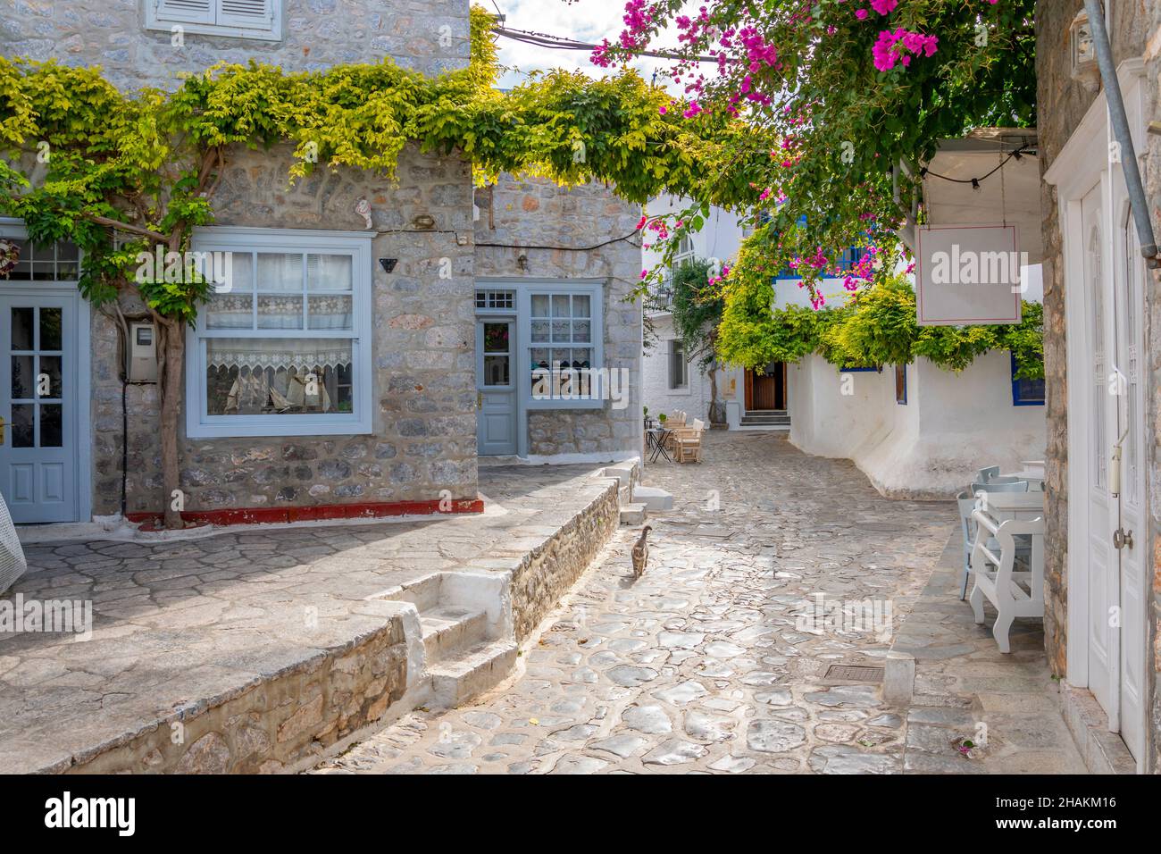 Un chat errant marche le long d'une rue pittoresque de maisons blanchies à la chaux et de boutiques dans le village de la petite île grecque d'Hydra, en Grèce. Banque D'Images